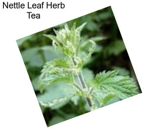 Nettle Leaf Herb Tea