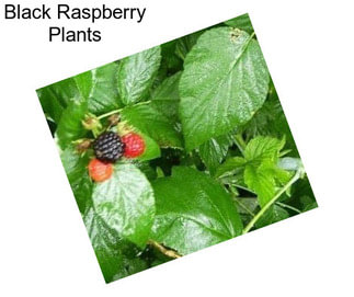 Black Raspberry Plants