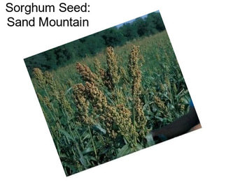 Sorghum Seed: Sand Mountain
