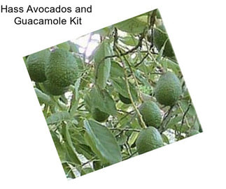 Hass Avocados and  Guacamole Kit