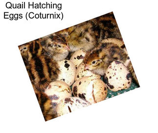 Quail Hatching Eggs (Coturnix)