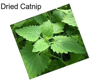 Dried Catnip