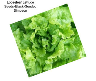 Looseleaf Lettuce Seeds-Black-Seeded Simpson