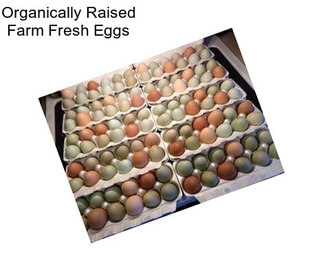 Organically Raised Farm Fresh Eggs