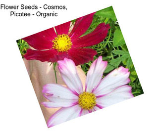 Flower Seeds - Cosmos, Picotee - Organic