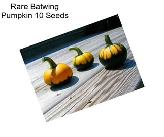 Rare Batwing Pumpkin 10 Seeds 
