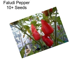 Faludi Pepper 10+ Seeds
