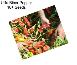 Urfa Biber Pepper 10+ Seeds