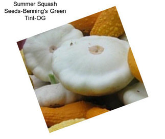 Summer Squash Seeds-Benning\'s Green Tint-OG