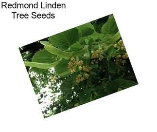 Redmond Linden Tree Seeds