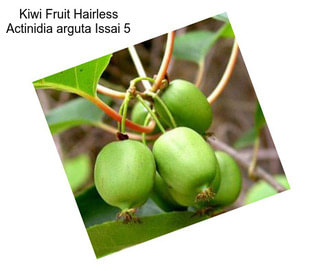 Kiwi Fruit Hairless Actinidia arguta Issai 5