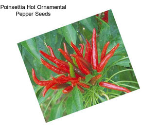 Poinsettia Hot Ornamental Pepper Seeds