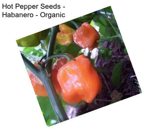 Hot Pepper Seeds - Habanero - Organic