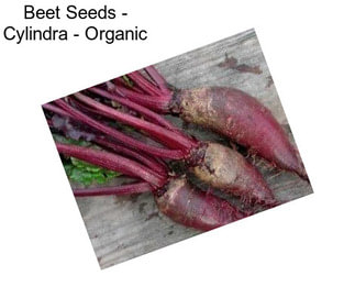 Beet Seeds - Cylindra - Organic