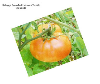 Kelloggs Breakfast Heirloom Tomato 30 Seeds