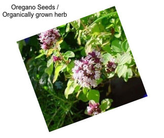 Oregano Seeds / Organically grown herb