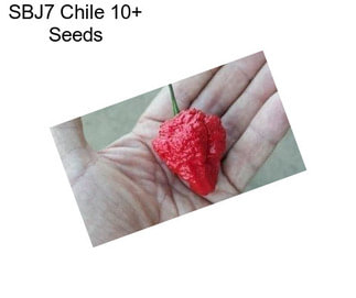 SBJ7 Chile 10+ Seeds