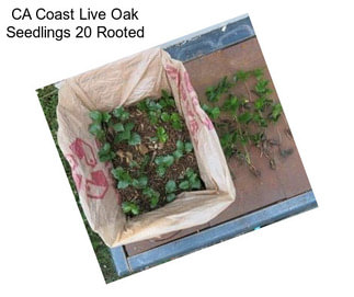 CA Coast Live Oak Seedlings 20 Rooted
