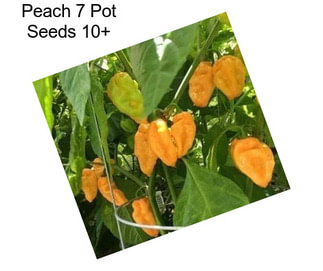 Peach 7 Pot Seeds 10+