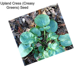 Upland Cress (Creasy Greens) Seed