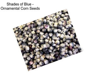 Shades of Blue - Ornamental Corn Seeds