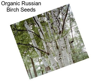 Organic Russian Birch Seeds