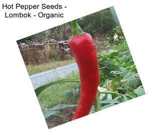 Hot Pepper Seeds - Lombok - Organic