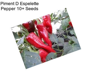 Piment D Espelette Pepper 10+ Seeds