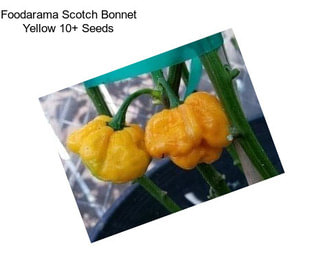 Foodarama Scotch Bonnet Yellow 10+ Seeds