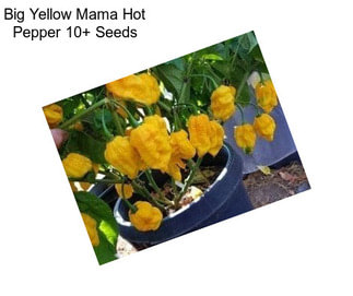 Big Yellow Mama Hot Pepper 10+ Seeds