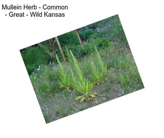 Mullein Herb - Common - Great - Wild Kansas