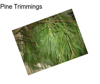 Pine Trimmings