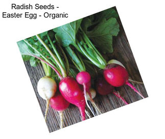 Radish Seeds - Easter Egg - Organic