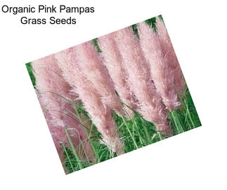 Organic Pink Pampas Grass Seeds