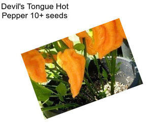 Devil\'s Tongue Hot Pepper 10+ seeds 