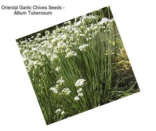 Oriental Garlic Chives Seeds - Allium Tuberosum