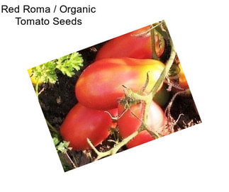 Red Roma / Organic Tomato Seeds