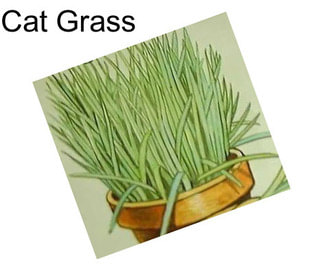 Cat Grass