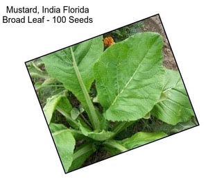 Mustard, India Florida Broad Leaf - 100 Seeds