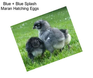 Blue + Blue Splash Maran Hatching Eggs