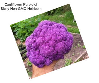 Cauliflower Purple of Sicily Non-GMO Heirloom