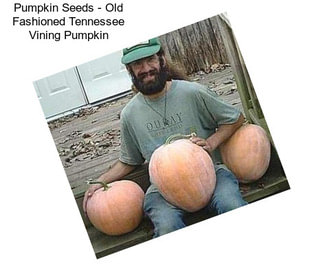 Pumpkin Seeds - Old Fashioned Tennessee Vining Pumpkin