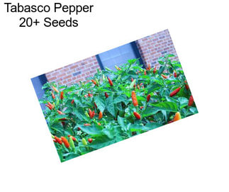 Tabasco Pepper 20+ Seeds