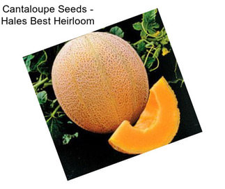 Cantaloupe Seeds - Hales Best Heirloom