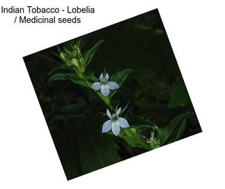 Indian Tobacco - Lobelia / Medicinal seeds