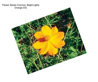 Flower Seeds-Cosmos, Bright Lights Orange-OG