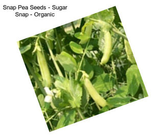 Snap Pea Seeds - Sugar Snap - Organic
