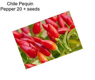 Chile Pequin Pepper 20 + seeds