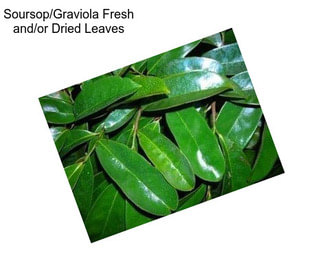 Soursop/Graviola Fresh and/or Dried Leaves
