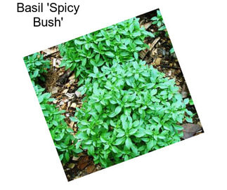 Basil \'Spicy Bush\'